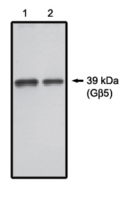 "
Western blot analysis using Gβ5 antibody on 20 ng (1) and 10 ng (2) purified Gβ5 protein."